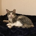 ハンデに負けない！三本脚のりんご猫☆メル