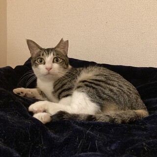 ハンデに負けない！三本脚のりんご猫☆メル