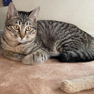 お目々パッチリレディ