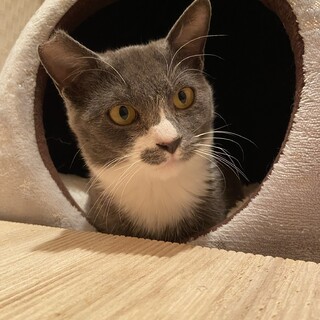 カッコいいのに甘えたタキシードグレー