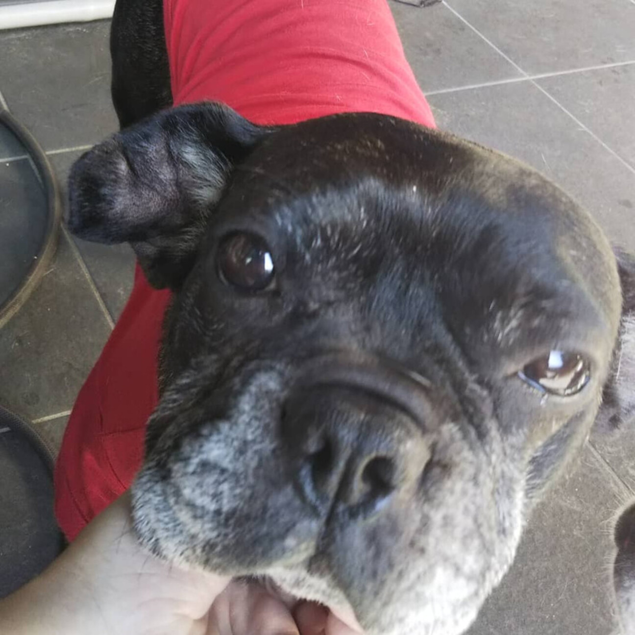 フレブル リン ちゃん 愛知県 犬の里親募集 ペットのおうち 月間利用者150万人