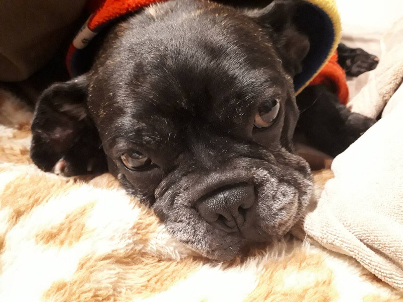 フレブル リン ちゃん 愛知県 犬の里親募集 ペットのおうち 月間利用者150万人