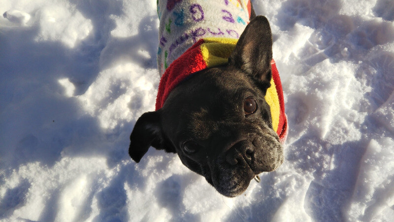 フレブル リン ちゃん 愛知県 犬の里親募集 ペットのおうち 月間利用者150万人