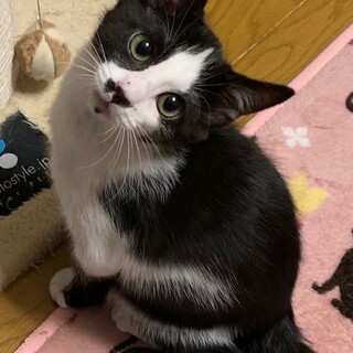 甘ったれの面白男子★カーブ君