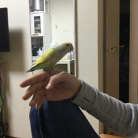 コザクラインコ　生後4ヶ月