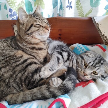 今日の2匹