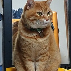 「ちゃたろう太り」サムネイル2