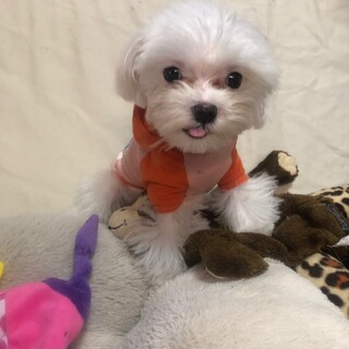 マルチーズ男の子　元気な子犬ちゃん
