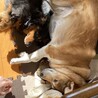 べーべーさん