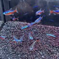 ガージナルテトラ13匹