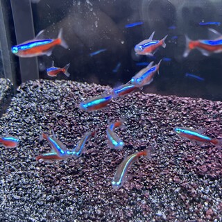 ガージナルテトラ13匹