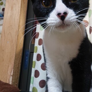 お鼻の３つのホクロが可愛いういちゃん