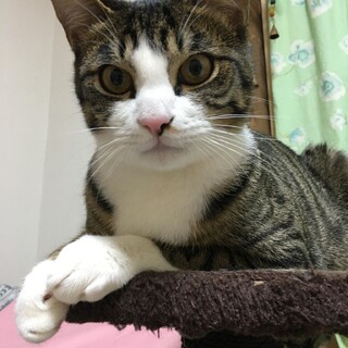 きなこ　ありがとうございました。