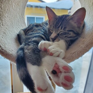 元気なマミ君【ありがとうございました】