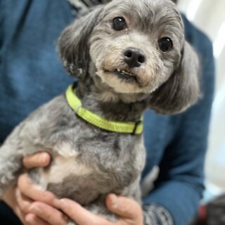 シーズー×プードルのミックス2