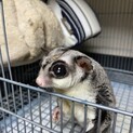 フクロモモンガ男の子の里親募集