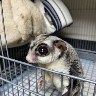 フクロモモンガ男の子の里親募集