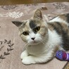 西裕