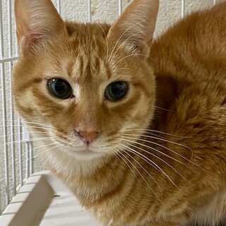 あいさつはソプラノボイス