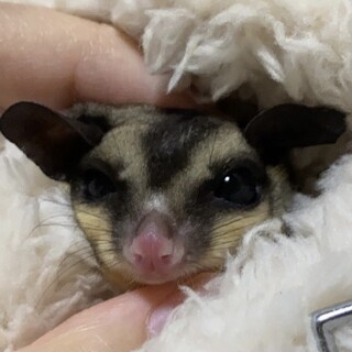 フクロモモンガの男の子 