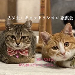 ＊子猫と大人猫＊キャットソシオン譲渡会
