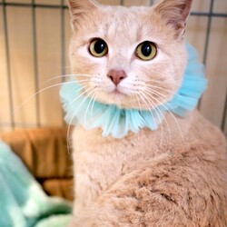 ＊子猫と大人猫＊キャットソシオン譲渡会 サムネイル2