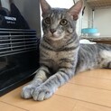 綺麗なグレイトラ柄猫