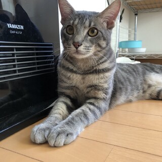 綺麗なグレイトラ柄猫