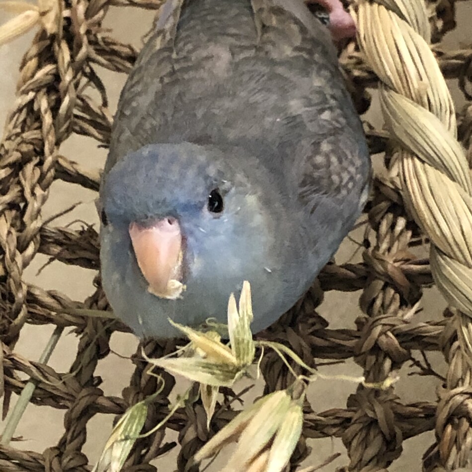 なるのカバー写真