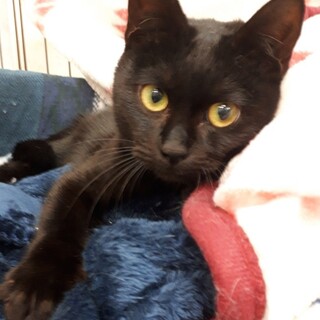 めちゃめちゃ人懐こいエイズキャリアのルーくん