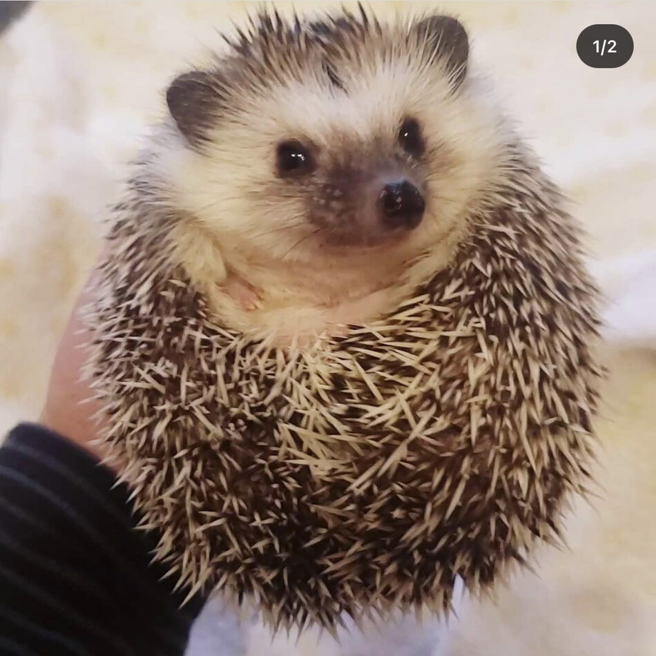 ベルのカバー写真