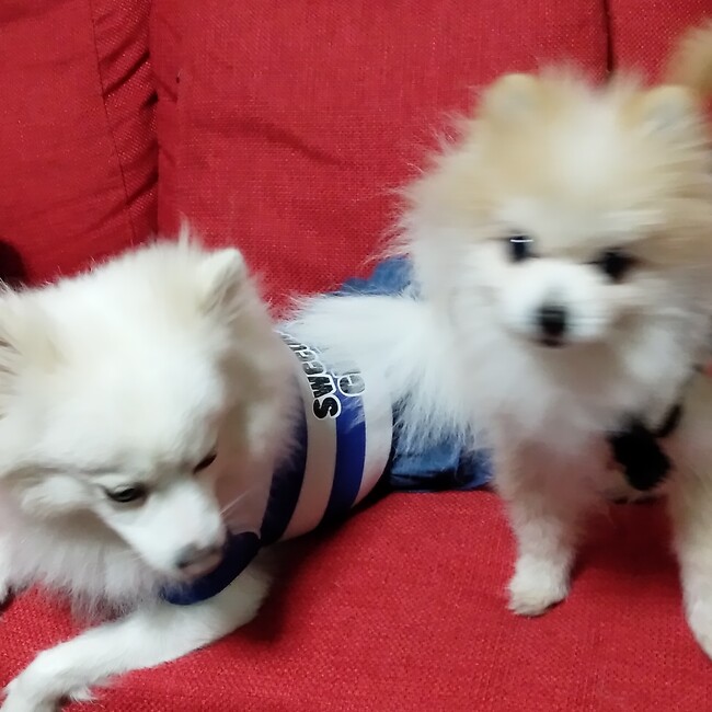 みんなのしんちゃんのカバー写真