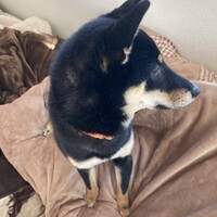 ダンク
