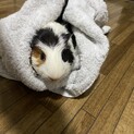モルモットの男の子(1歳4ヶ月程)