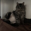 FIVキャリアの家族を探しています。
