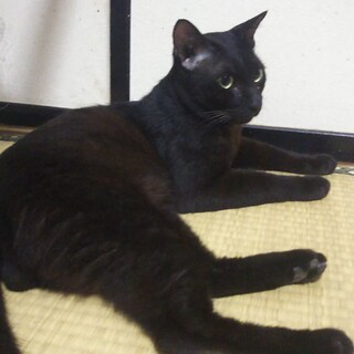 特大クロネコ君［去勢済み］