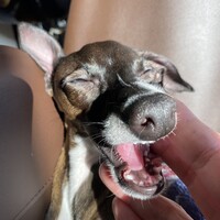 ジェシー
