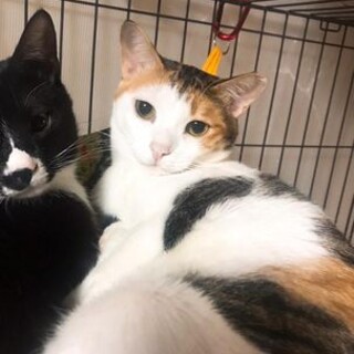 淡路っこ♪やえこちゃん♪里親絶賛募集中！