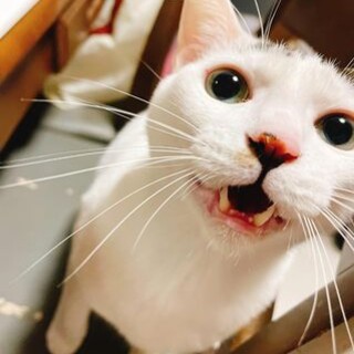 淡路っこ♪岩ちゃん♪里親絶賛募集中！