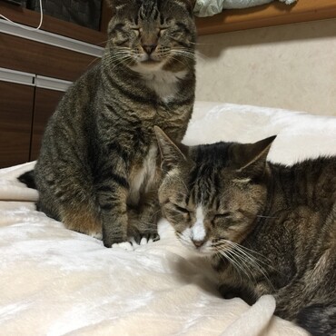 リンクしてる(　ﾟдﾟ) 雹たん＆ちび春子ちゃん(=^ェ^=)