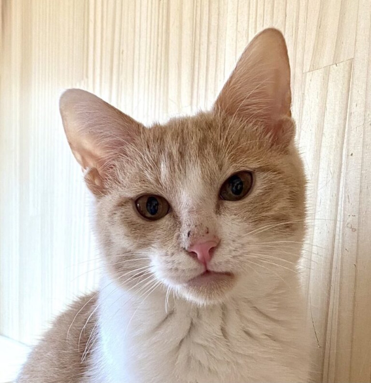 多頭崩壊出身 可愛い茶白 東京都 猫の里親募集 ペットのおうち 月間利用者150万人