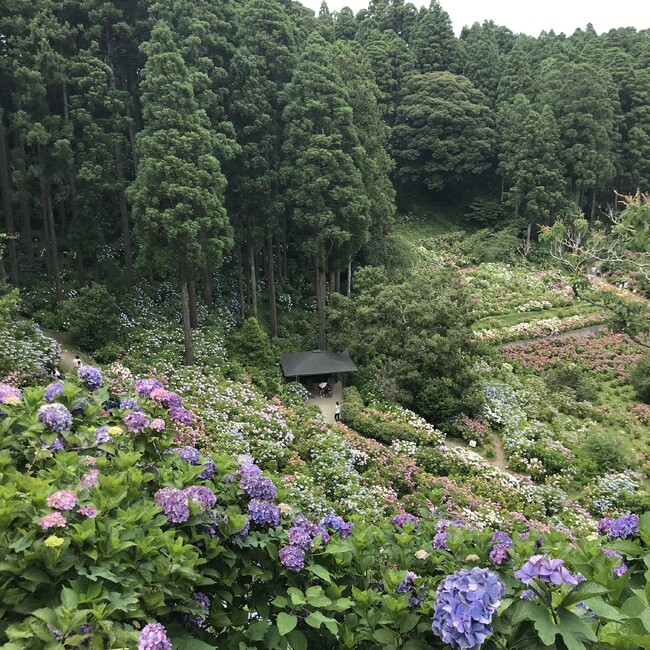 ゆりゆりまるのカバー写真