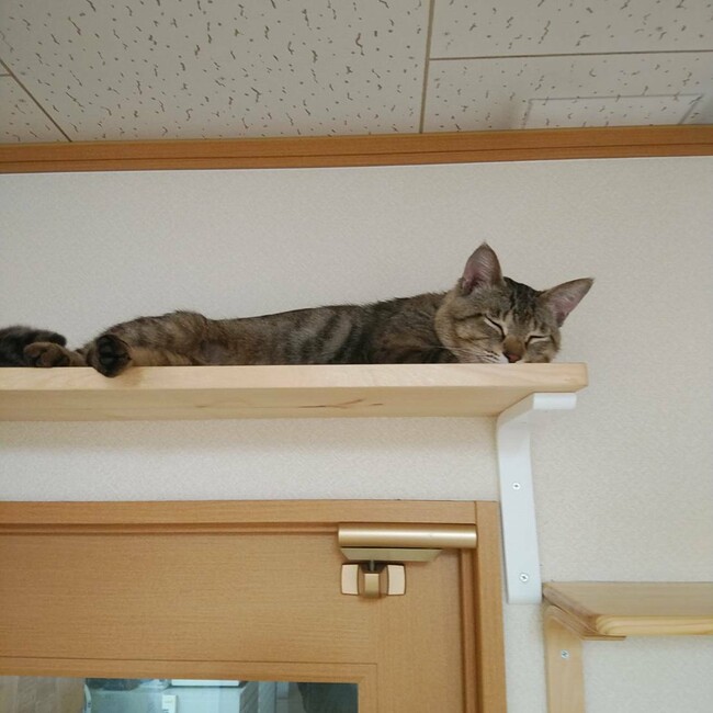 しっぽ救援隊のカバー写真