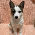 2/6(土)譲渡会参加☆2ヶ月子犬♀パンダちゃん
