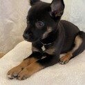 2月6日(土)譲渡会参加☆2ヶ月子犬①
