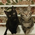【3/7芝浦】アメショーと黒の美猫甘えん坊姉妹