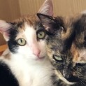 多頭崩壊　三毛くん　優しいご家族募集中です。