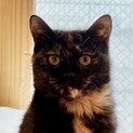 多頭飼育　黒サビくん　優しいご家族募集中です！
