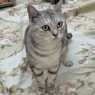 ずっとのお家を募集中