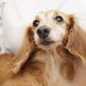 トライアル中につき、一旦募集停止！ア・ヌボちゃん